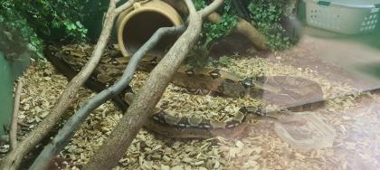 Boa Constrictor Imperator 2