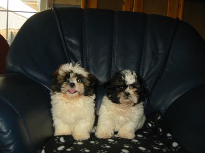 Shih Tzu Welpen