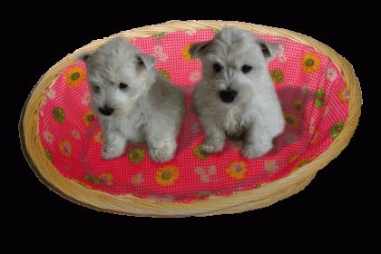 Hundekorb Katzenkorb Brotkorb