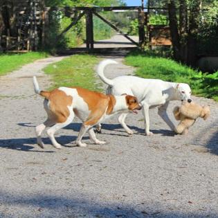 Nala sucht ein passendes Zuhause