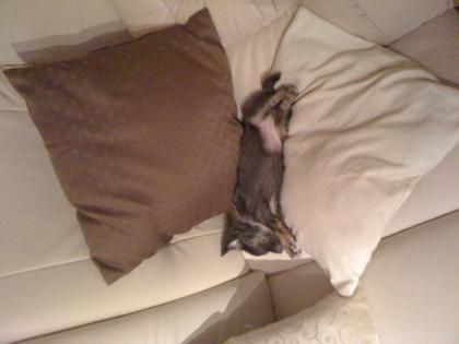 Süße Chihuahua Hündin Welpe zu verkaufen