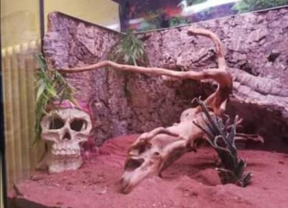 Leopardgecko mit Terrarium