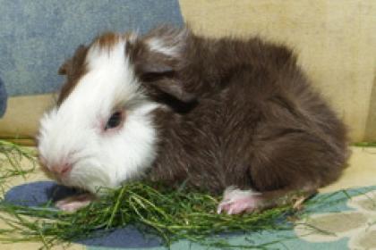 Meerschweinchen aus liebevoller Hobbyzucht