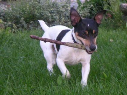 Hundeschule-Rund um den Hund