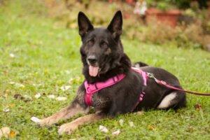 ELISA - weiblich 8 Jahre 58 cm 33 kg Schäferhund Gechipt Nicht kastriert