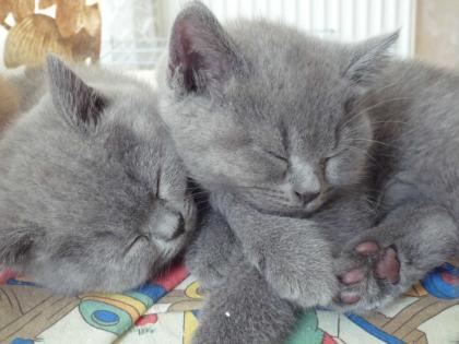 Reinrassige BKH Kitten Kartäuser