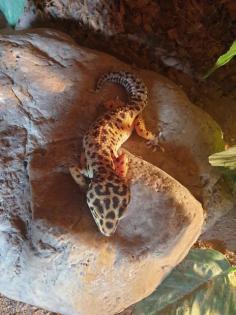 5 Leopardgecko Weibchen abzugeben