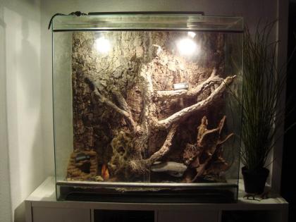 Biete ein Terrarium inkl. Starter-Kit Leopard-Geckos an