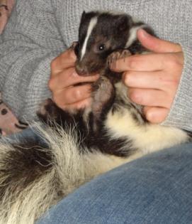 Niedliche skunkwelpen abzugeben