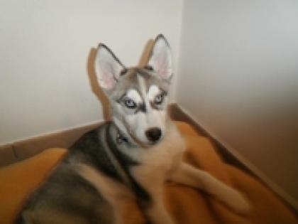 Husky - Rüde geb. 24. 10. 2021 400, 00 Euro