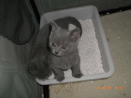 Chartreux-Kartäuser-Katzen mit Stammbaum