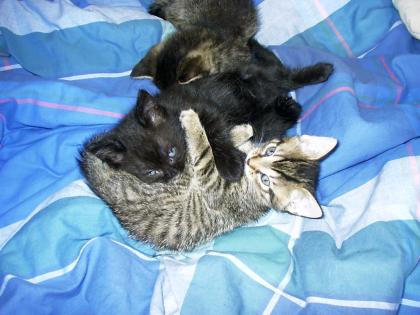4 süße 7 Woche alte Kitten