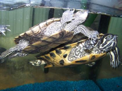 Männl. Höckerschildkröte ca 3, 5J. kastriert abzugeben