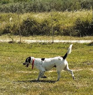 Pongo sucht dringend Pflegestelle oder Endstelle