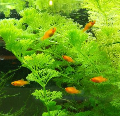 Platys /Platynachwuchs rot/orange