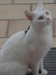 Weiß katze mit schwarzem punkt auf dem Rücken entlaufen