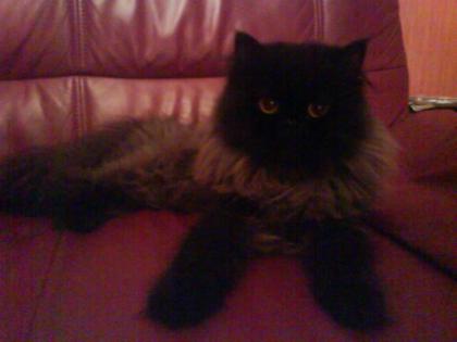 Bildhübscher reinrassiger Perserdeckkater wartet auf Damenbesuch