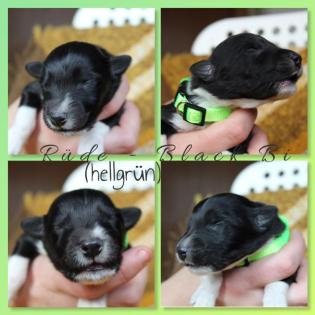 Australian Shepherd x American Collie Welpen