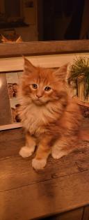 2 Main Coon Kitten abzugeben