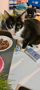 Hauskatze Stella