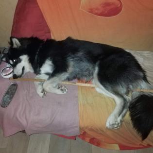 Buddy - Vermittlungshilfe Kontakt ueber www. buddys-tierhilfe. de