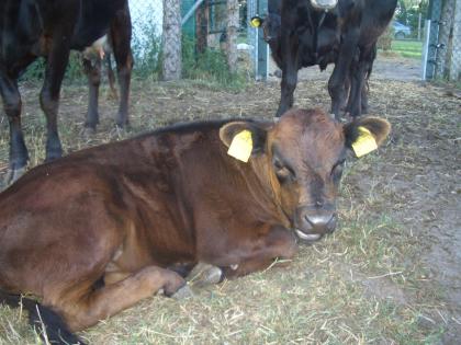 Dexter Kuh Bullenkalb