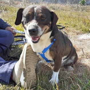 Jack sucht ein passendes zuhause