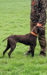 Deutsch Kurzhaar Jagdhund