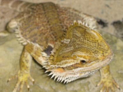 Männliche Bartagame