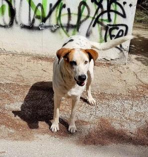 Jewel sucht ein passendes Zuhause