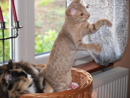Ocicat Kitten