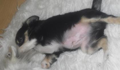 Chihuahua Welpen suchen ab SOFORT neues liebevolles Zuhause
