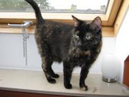 Liebe, schöne Katze sucht neuen Dosenöffner