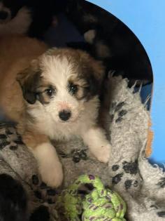 Doodle aussiedoodle