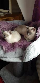 Siam / Thai Kitten Blue Point, Babys, Kätzchen. 1 Junge. Abgabebereit.