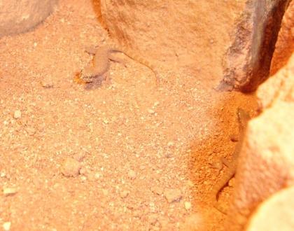 Zwergwüstengecko Tropiocolotes Tripolitanus DNZ