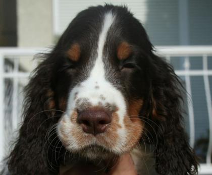 Springer Spaniel Welpen