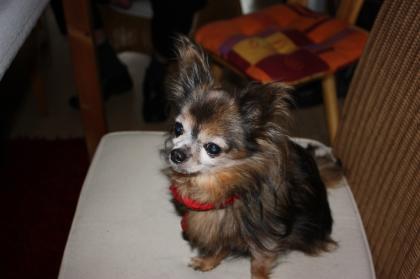 Suche reinrassigen chihuahua langhaar Rüden