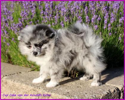 Pomeranianhündinwelpe bluemerle