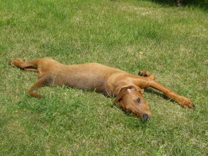 Deutsche Pinscher