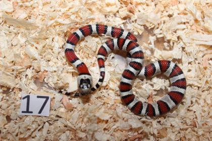 Lampropeltis Leonis Nachzucht 2024