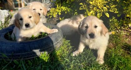 Golden Retriever Welpen abzugeben