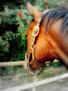 Suche Reitlehrer/in