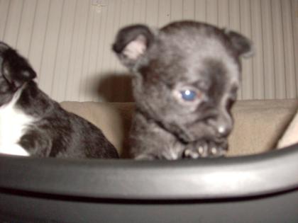 Edel-Chihuahua Welpe weiblich