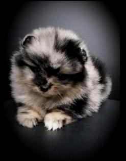 Teacup Pomeranianhündinnenwelpewelpen merle