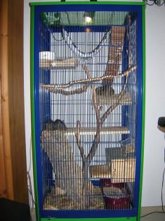 3 Degu-Brüder inkl. sämtl. Zubehör abzugeben