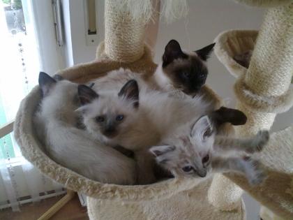 SELTENHEIT RAGDOLL/THAI-SIAM MIX Kätzchen