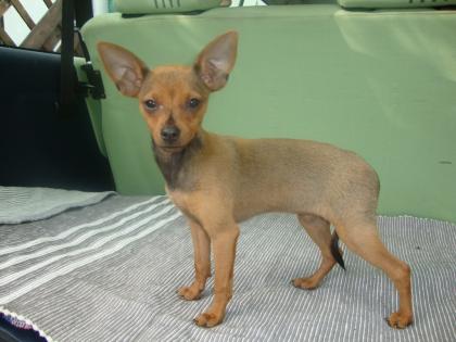 Russkiy Toy - Zwergpinscher