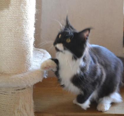 Maine Coon Youngster in black w white mit Stammbaum