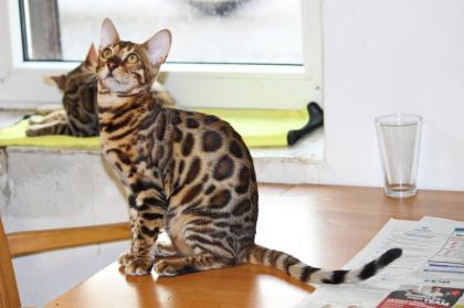 Bengall Katze Benjamin super Charakter